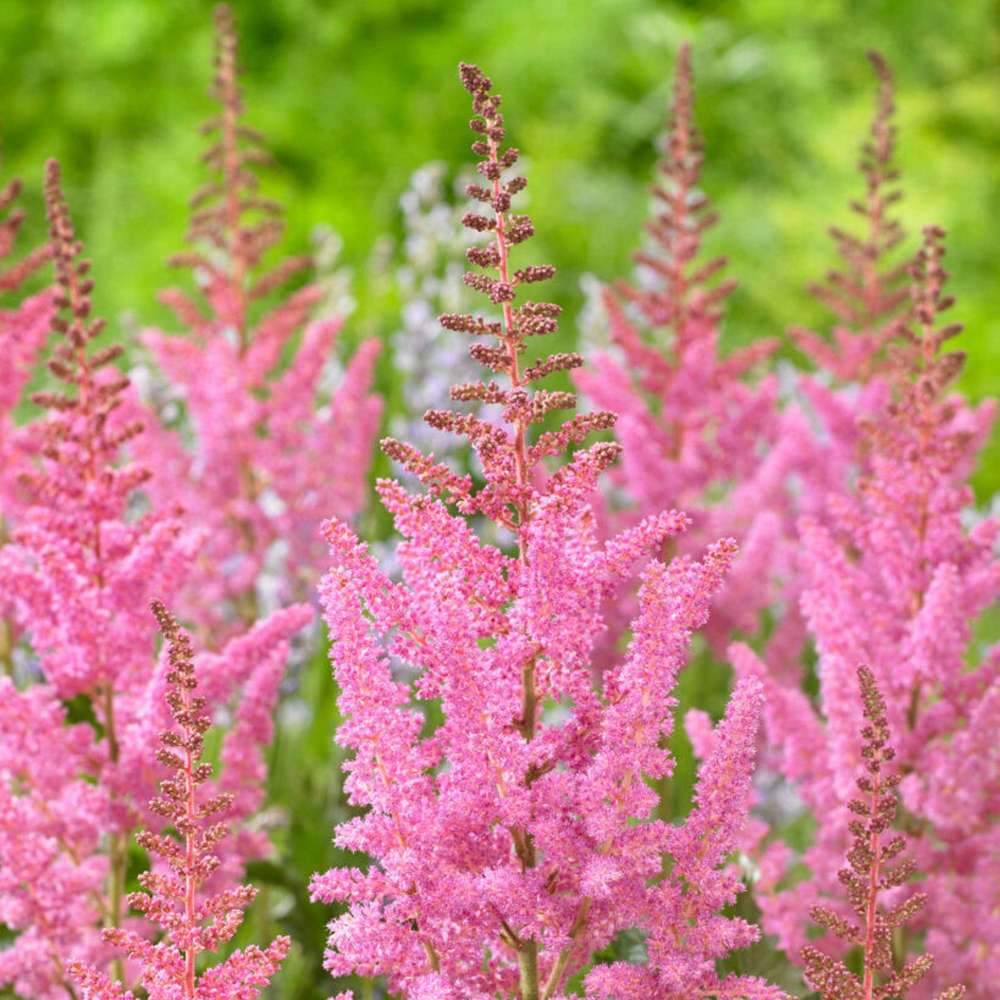 Astilbe 'Vision in Pink'